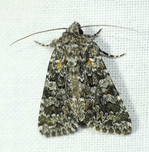 Hadena filograna